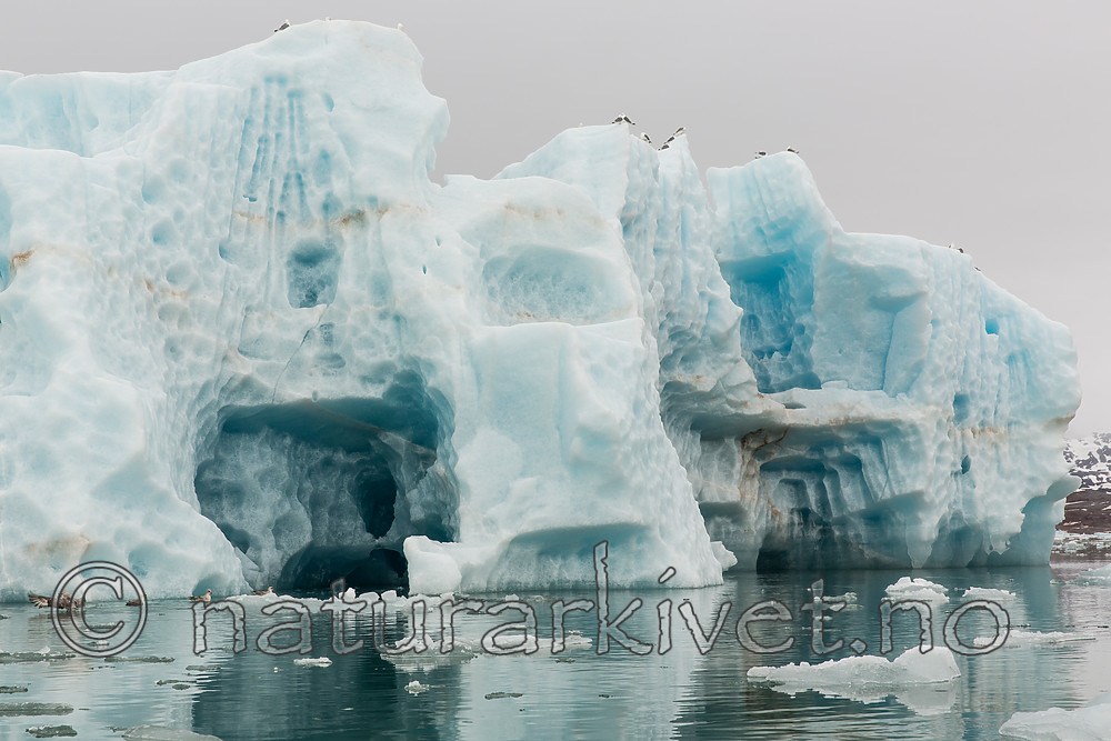 KA_140610_2093 / Rissa tridactyla / Krykkje