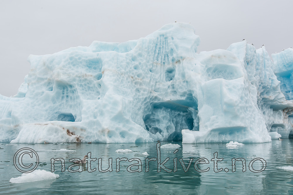 KA_140610_2098 / Fulmarus glacialis / Havhest