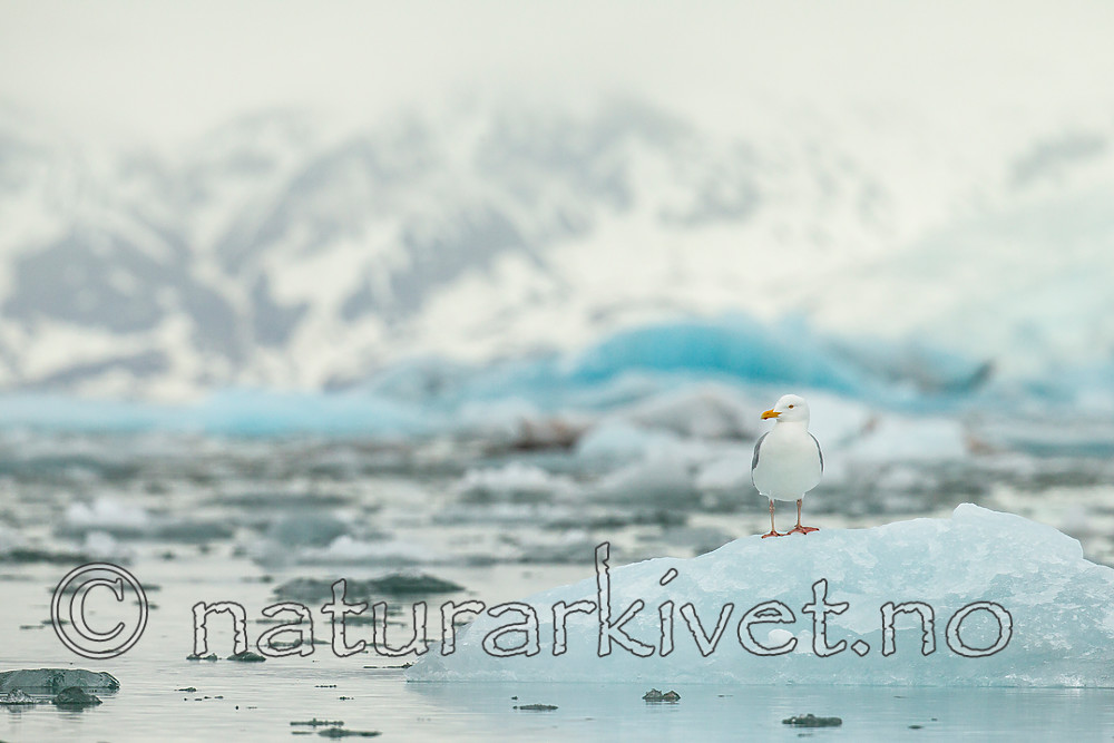 KA_140610_2099 / Larus hyperboreus / Polarmåke
