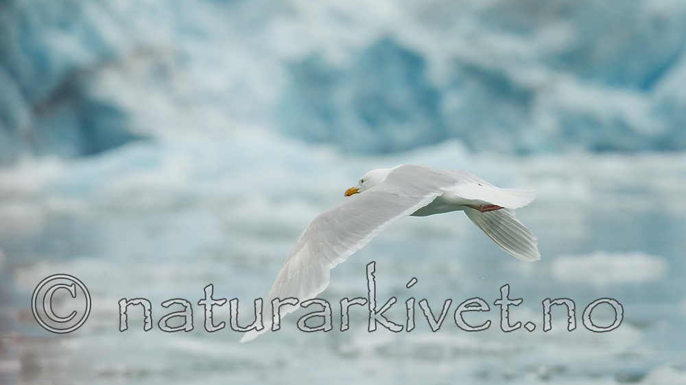 KA_140610_2110 / Larus glaucoides / Grønlandsmåke