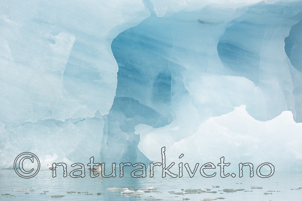 KA_140610_2115 / Fulmarus glacialis / Havhest <br /> Rissa tridactyla / Krykkje