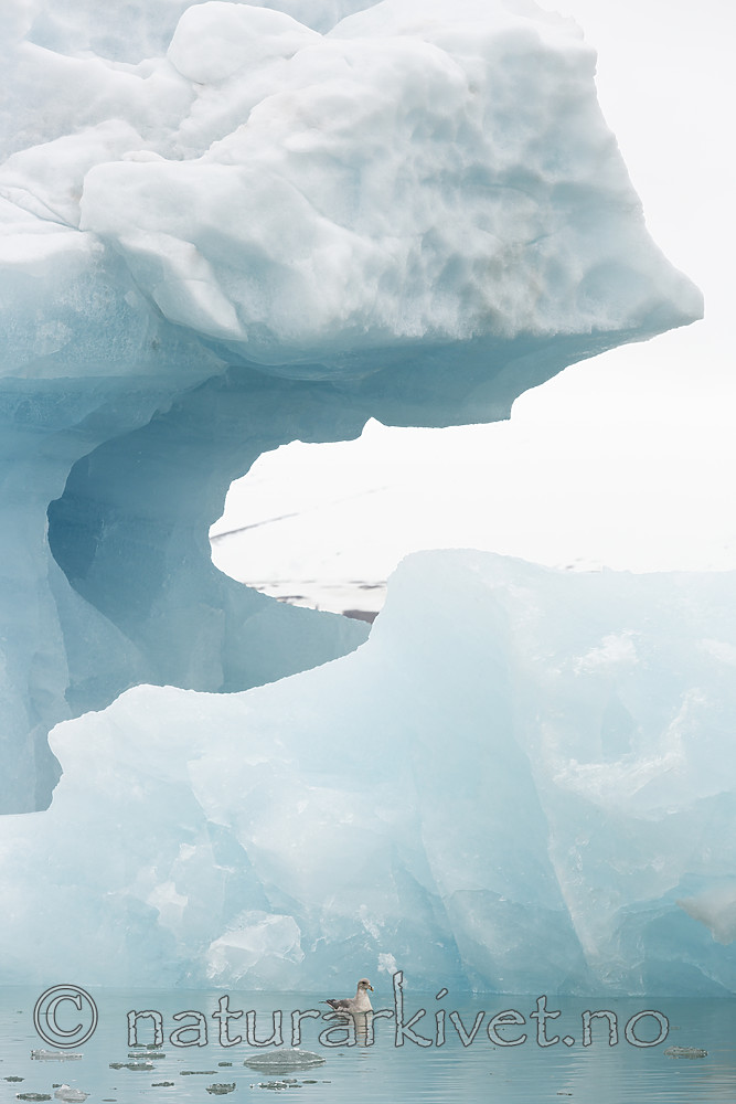 KA_140610_2120 / Fulmarus glacialis / Havhest