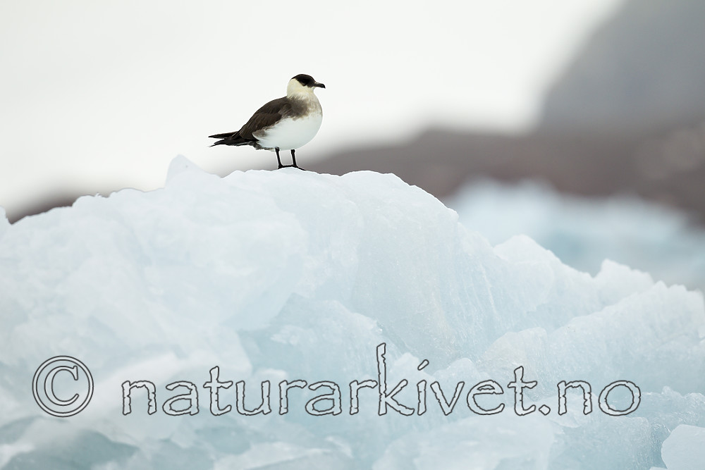 KA_140610_2133 / Stercorarius parasiticus / Tyvjo