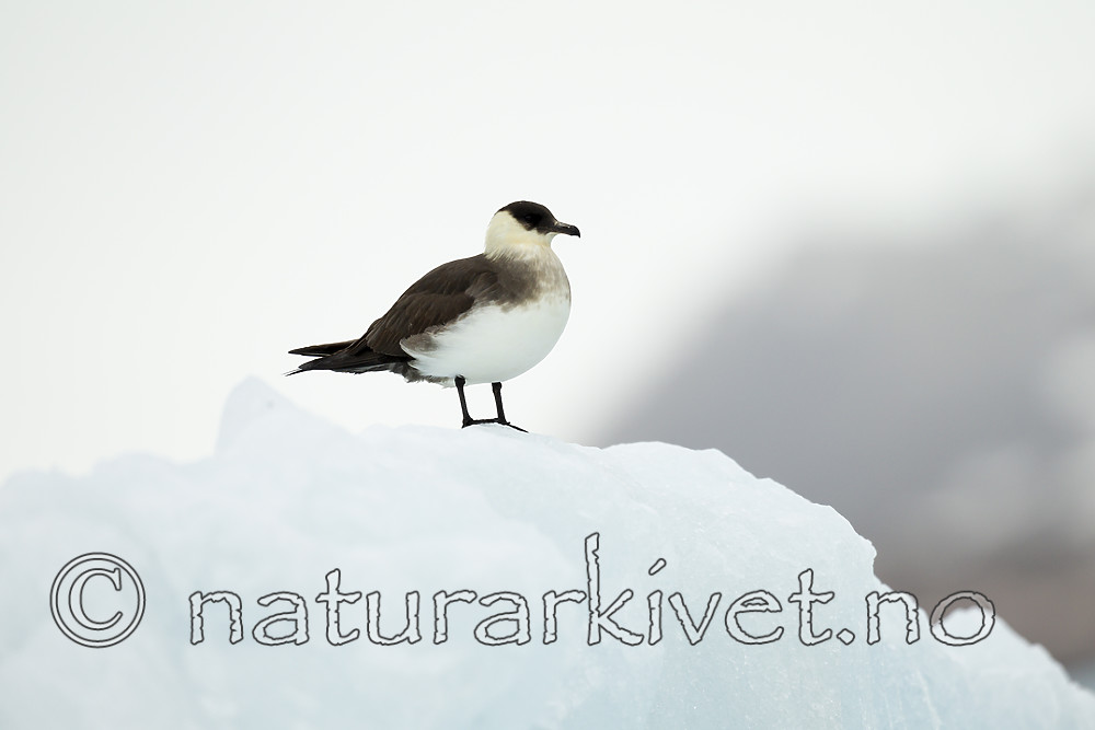 KA_140610_2135 / Stercorarius parasiticus / Tyvjo