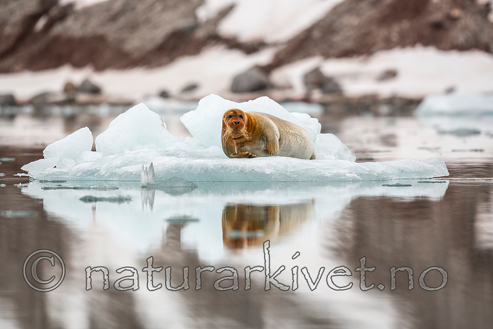 KA_140610_2142 / Erignathus barbatus / Storkobbe