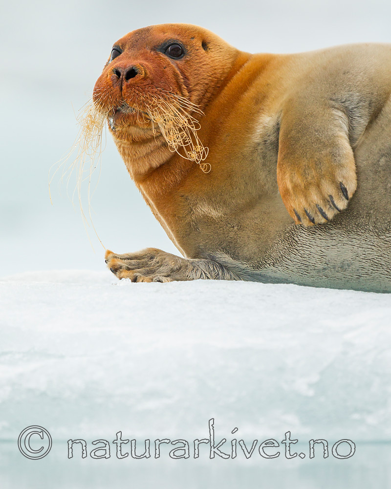 KA_140610_2163 / Erignathus barbatus / Storkobbe