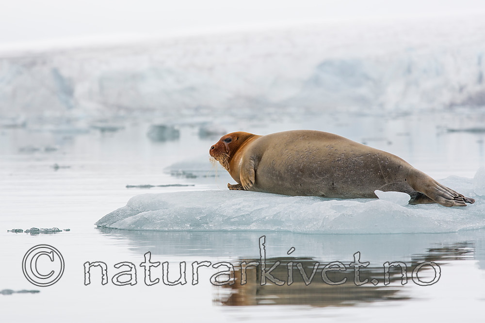 KA_140610_2166 / Erignathus barbatus / Storkobbe