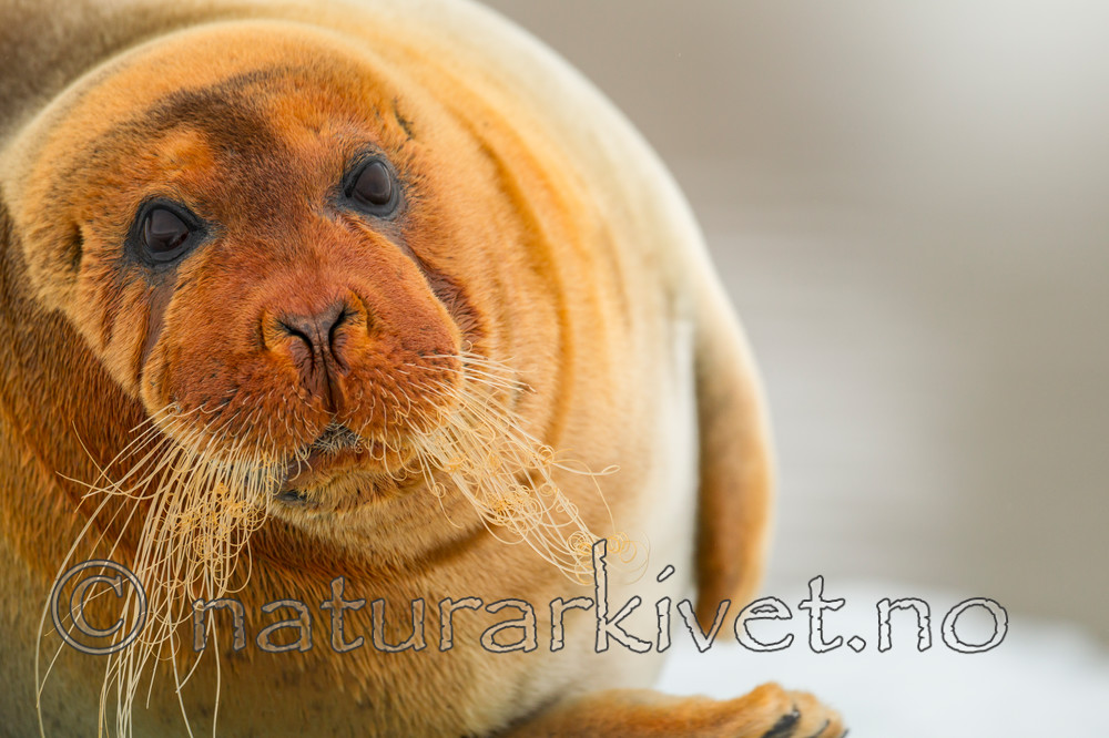 KA_140610_2175 / Erignathus barbatus / Storkobbe