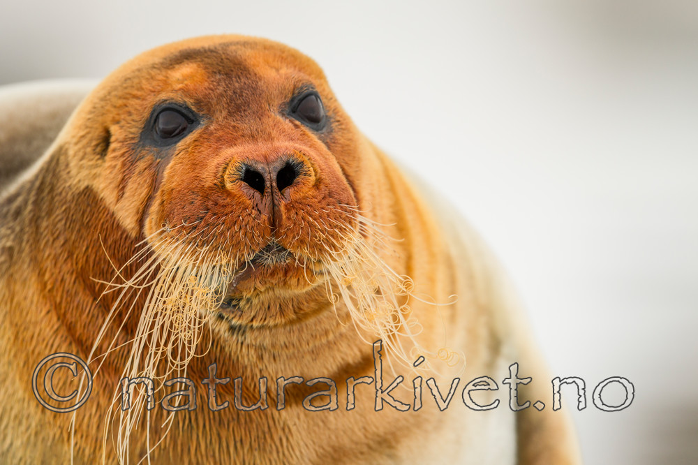 KA_140610_2182 / Erignathus barbatus / Storkobbe