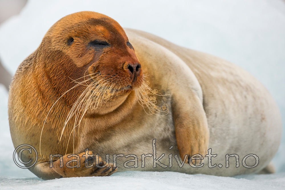 KA_140610_2194 / Erignathus barbatus / Storkobbe