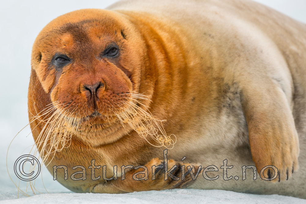 KA_140610_2197 / Erignathus barbatus / Storkobbe