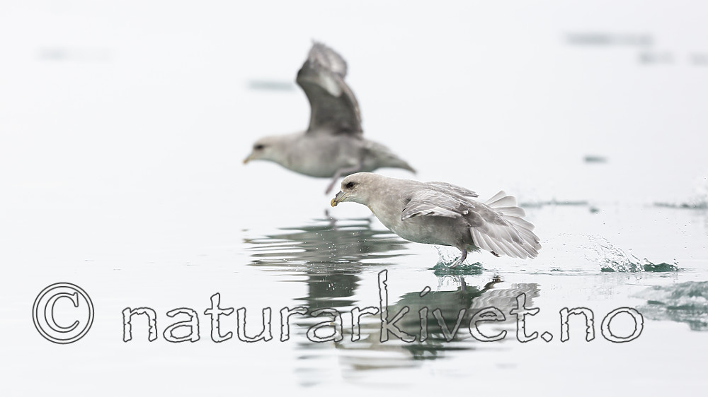 KA_140610_2208 / Fulmarus glacialis / Havhest