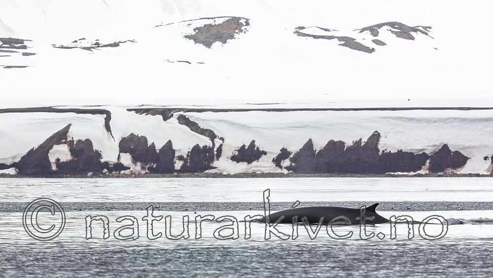 KA_140610_2214 / Balaenoptera physalus / Finnhval