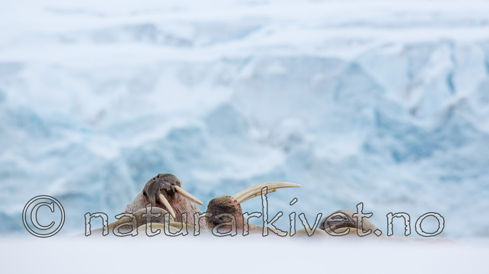 KA_140611_3045 / Odobenus rosmarus / Hvalross