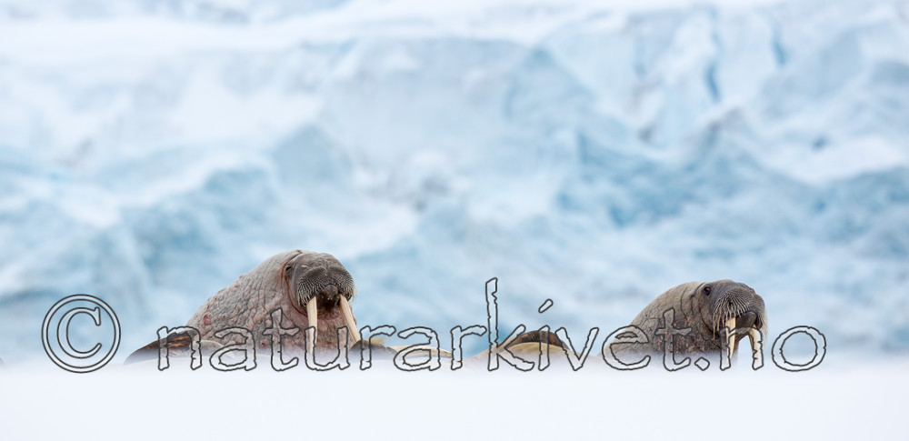 KA_140611_3047 / Odobenus rosmarus / Hvalross