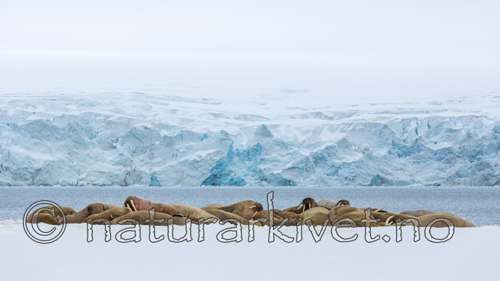 KA_140611_3060 / Odobenus rosmarus / Hvalross