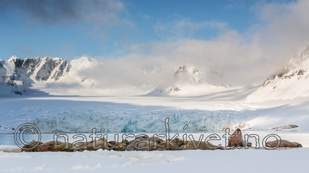 KA_140611_3164 / Odobenus rosmarus / Hvalross