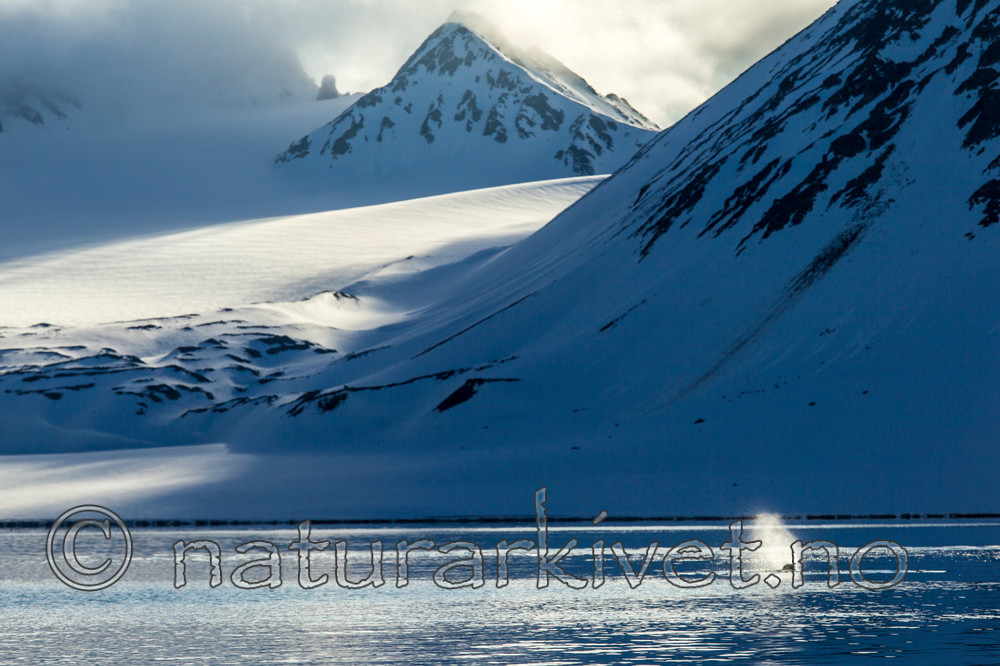 KA_140611_3230 / Odobenus rosmarus / Hvalross