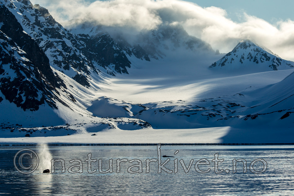 KA_140611_3245 / Odobenus rosmarus / Hvalross