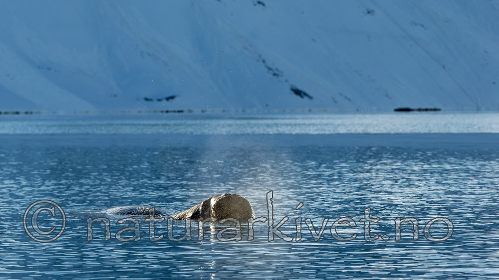 KA_140611_3248 / Odobenus rosmarus / Hvalross