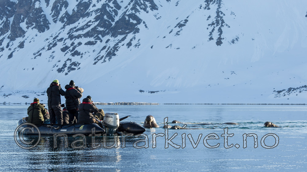 KA_140611_3255 / Odobenus rosmarus / Hvalross
