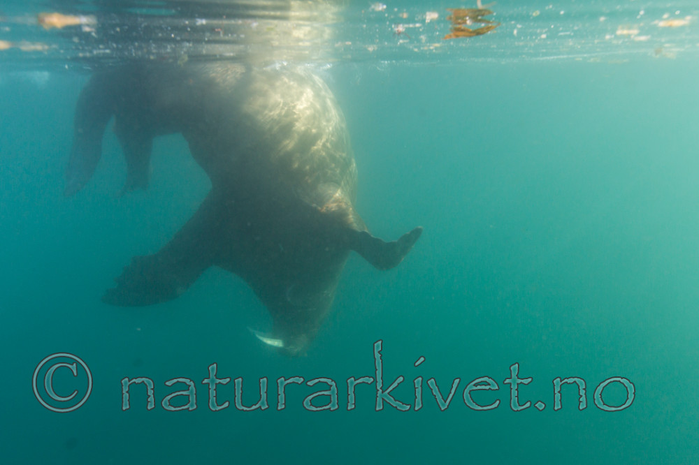 KA_140611_3270 / Odobenus rosmarus / Hvalross