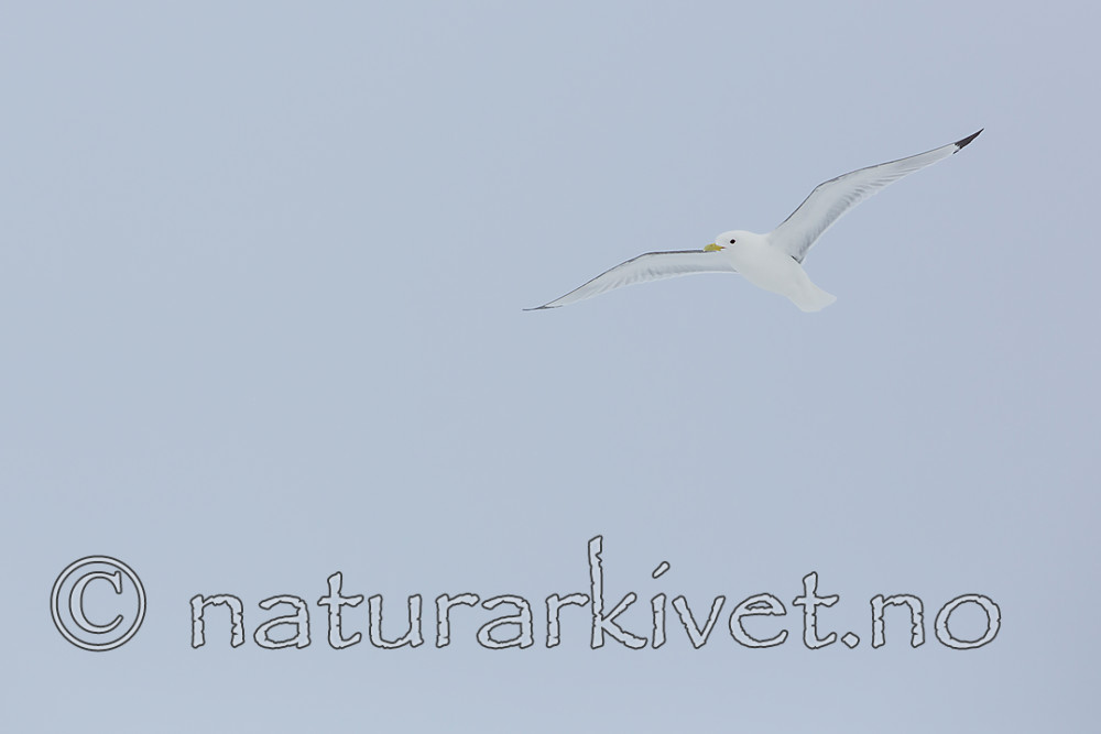 KA_140611_3328 / Rissa tridactyla / Krykkje