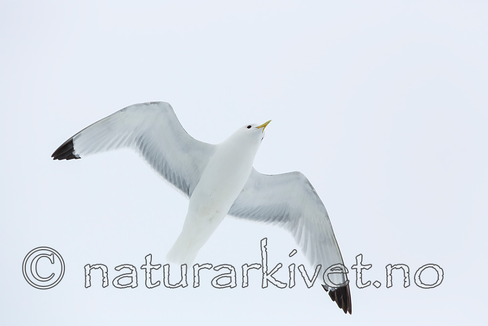 KA_140611_3329 / Rissa tridactyla / Krykkje