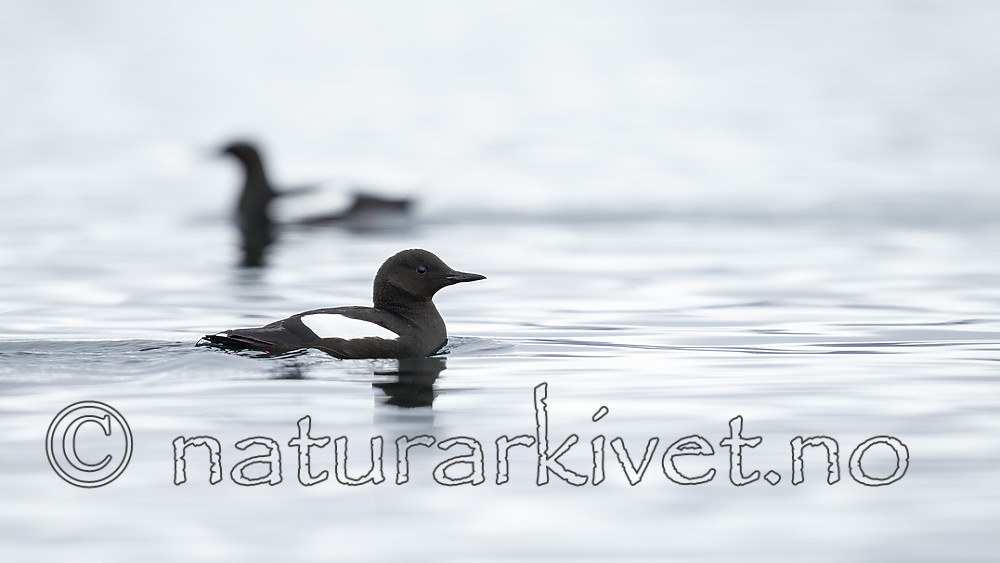 KA_140612_3716 / Cepphus grylle / Teist