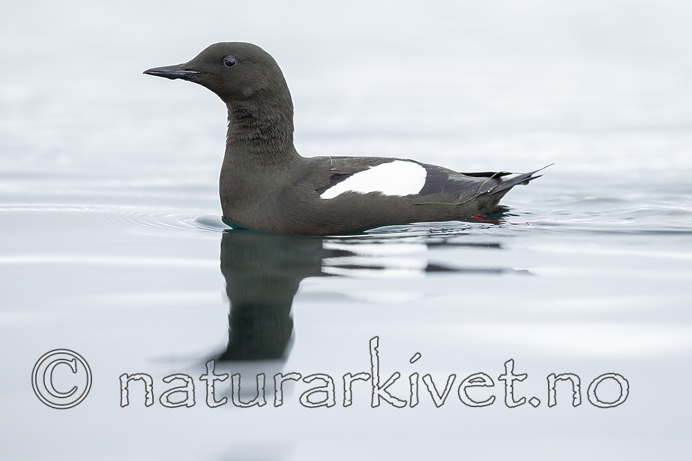 KA_140612_3718 / Cepphus grylle / Teist