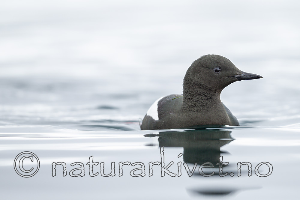 KA_140612_3719 / Cepphus grylle / Teist