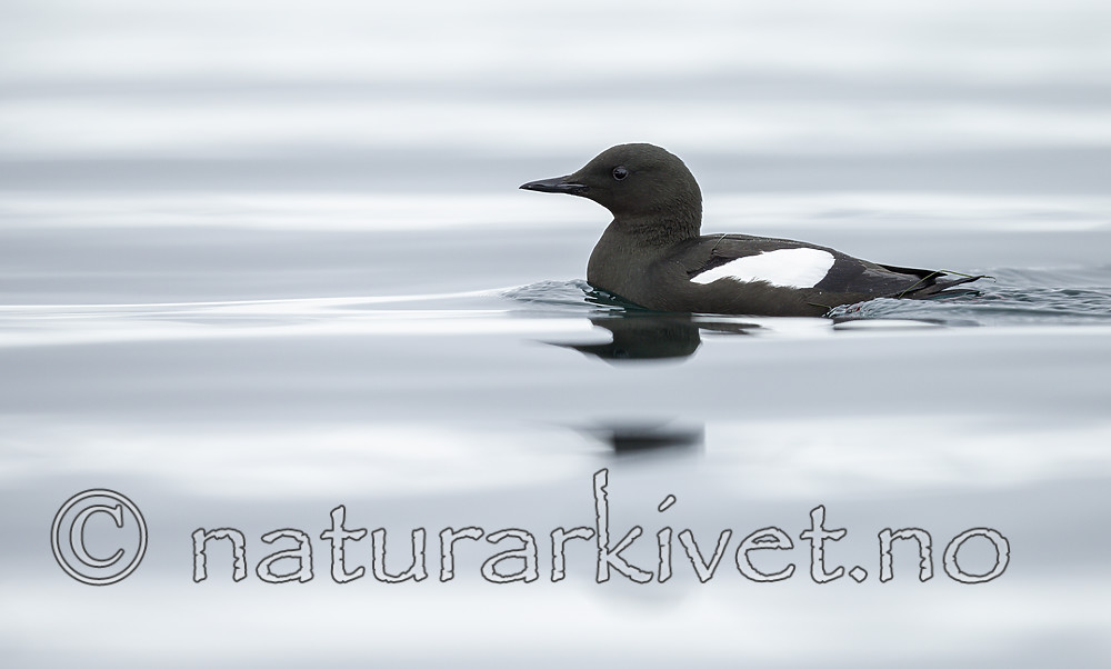 KA_140612_3720 / Cepphus grylle / Teist