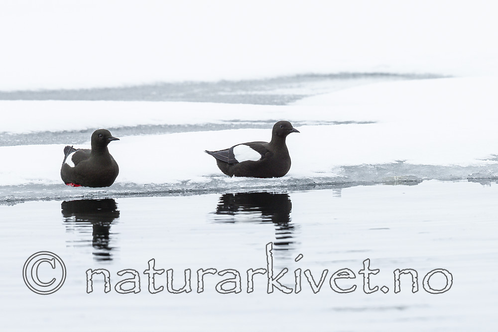 KA_140612_3723 / Cepphus grylle / Teist