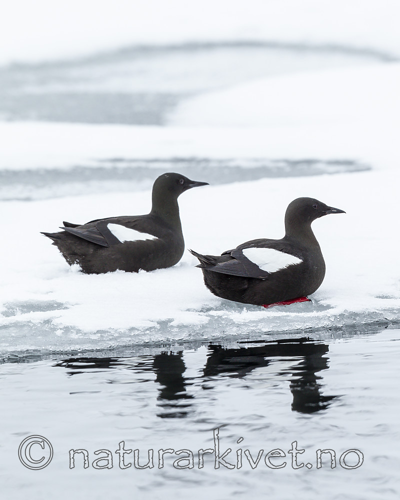 KA_140612_3726 / Cepphus grylle / Teist