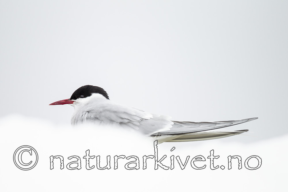 KA_140612_3737 / Sterna paradisaea / Rødnebbterne