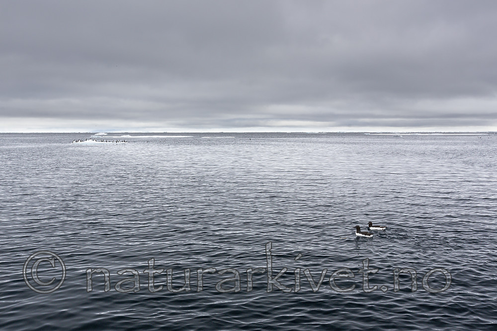 KA_140612_3780 / Uria lomvia / Polarlomvi