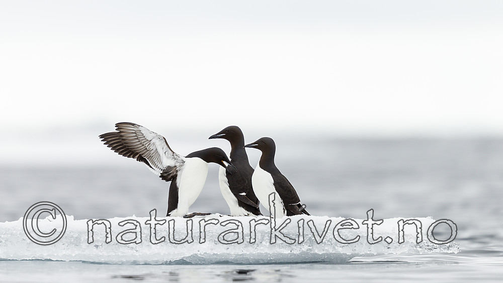 KA_140612_3785 / Uria lomvia / Polarlomvi