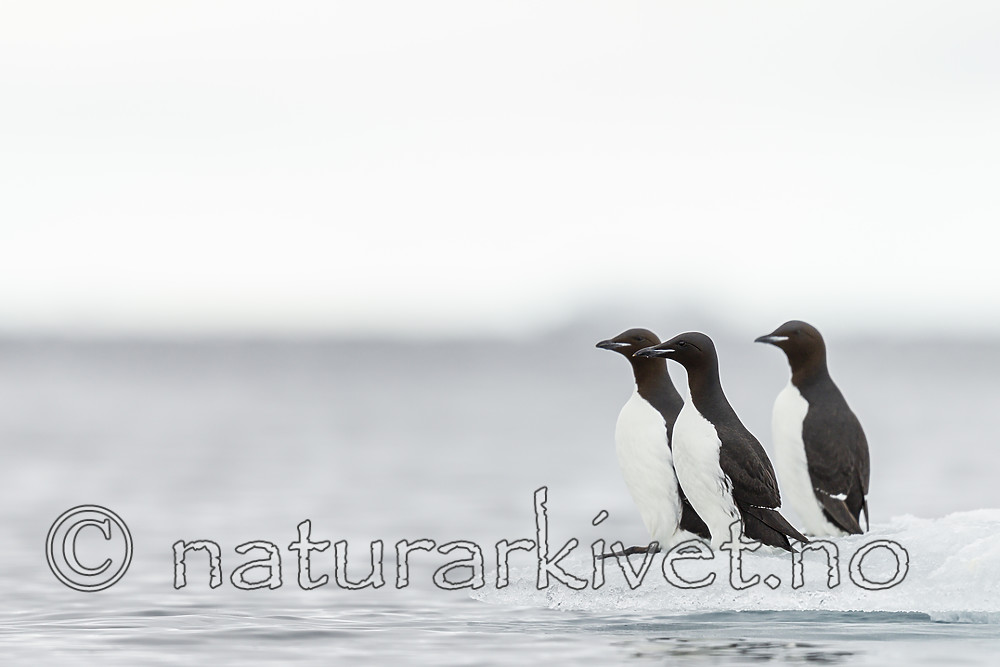 KA_140612_3787 / Uria lomvia / Polarlomvi