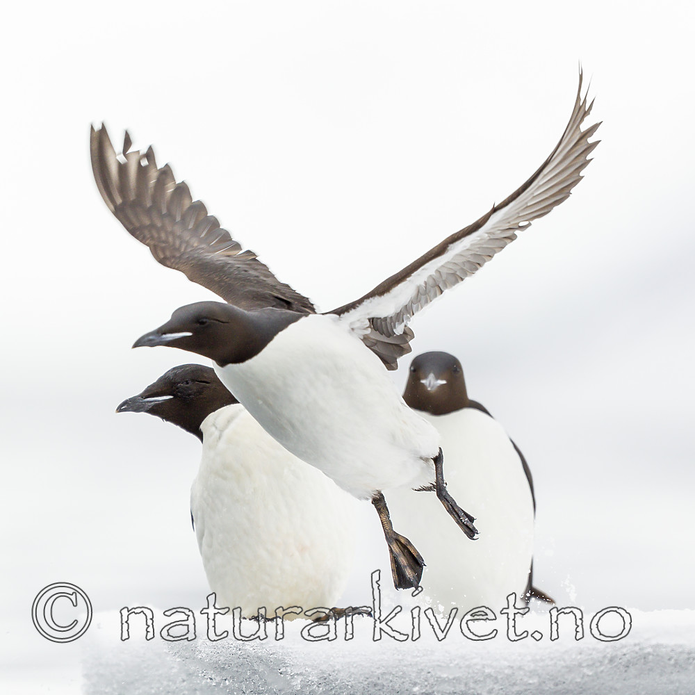 KA_140612_3798 / Uria lomvia / Polarlomvi