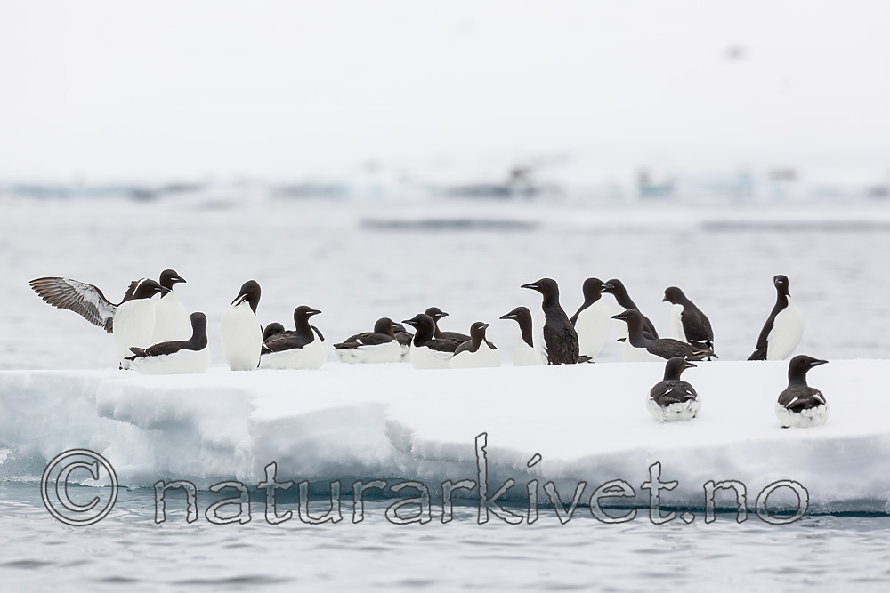 KA_140612_3802 / Uria lomvia / Polarlomvi