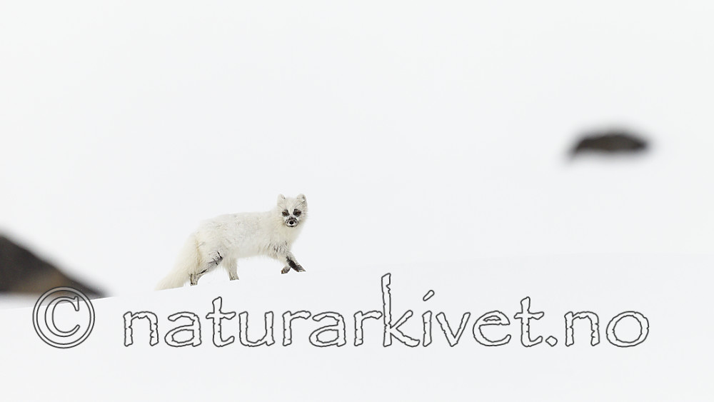 KA_140612_3826 / Vulpes lagopus / Fjellrev