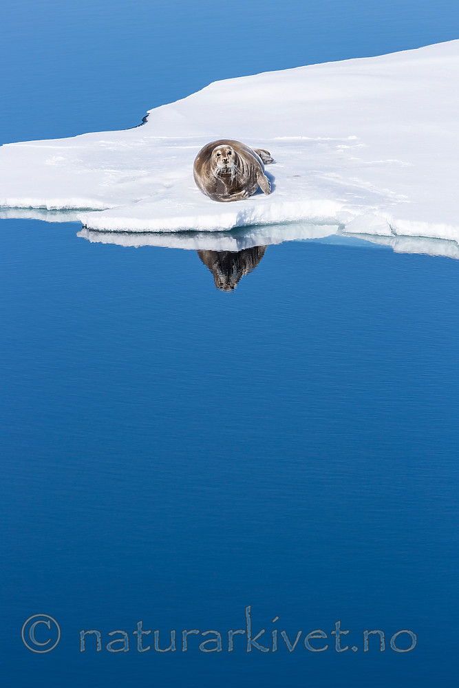 KA_140612_3860 / Erignathus barbatus / Storkobbe