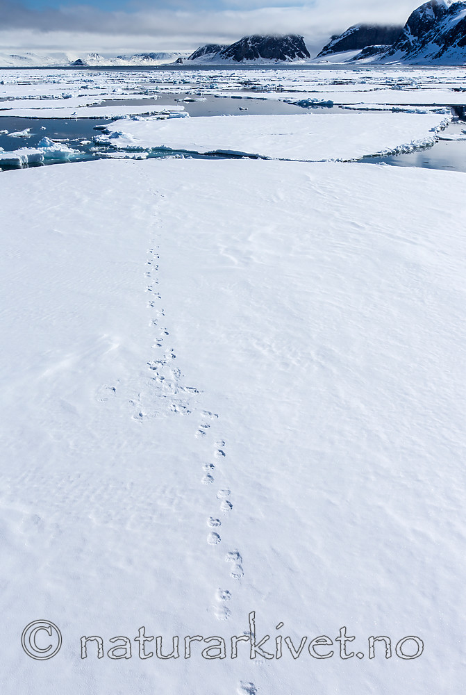 KA_140612_3903 / Ursus maritimus / Isbjørn