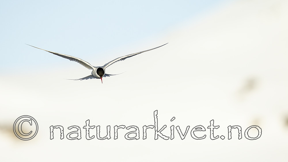 KA_140612_3926 / Sterna paradisaea / Rødnebbterne