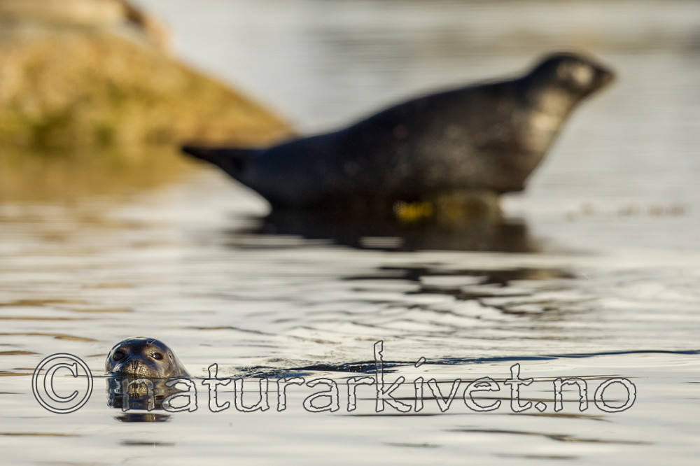 KA_140612_3941 / Phoca vitulina / Steinkobbe