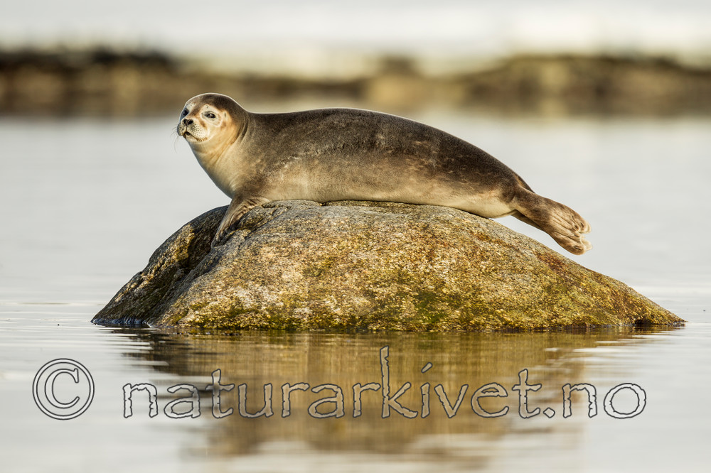 KA_140612_3956 / Phoca vitulina / Steinkobbe