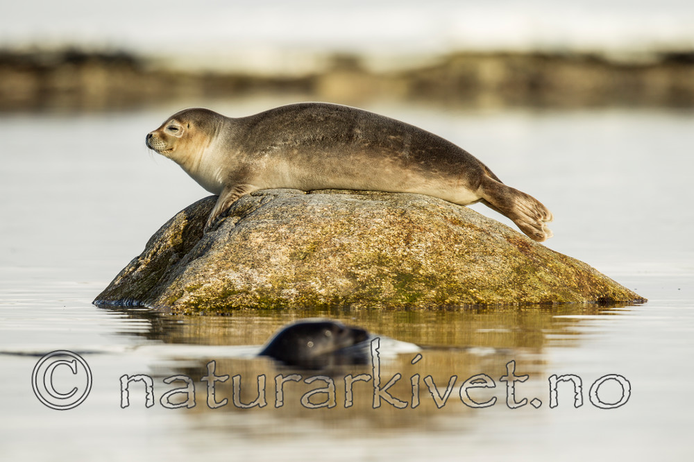 KA_140612_3958 / Phoca vitulina / Steinkobbe