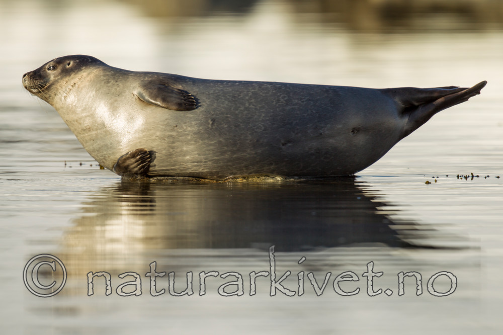 KA_140612_3971 / Phoca vitulina / Steinkobbe