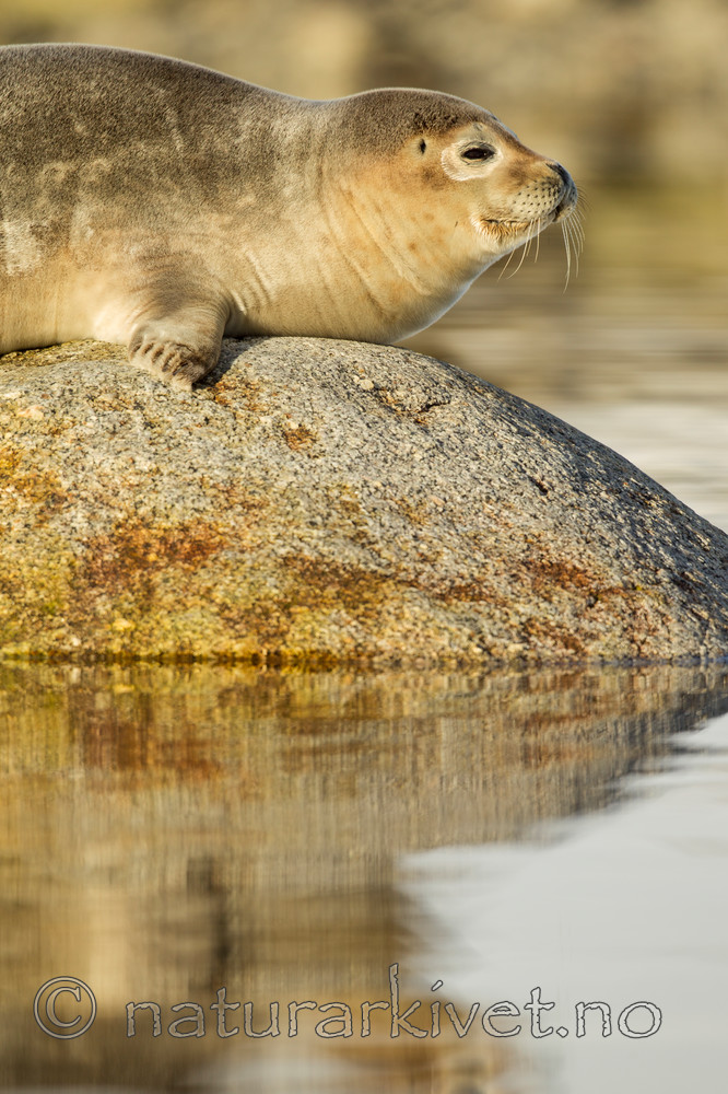 KA_140612_3981 / Phoca vitulina / Steinkobbe