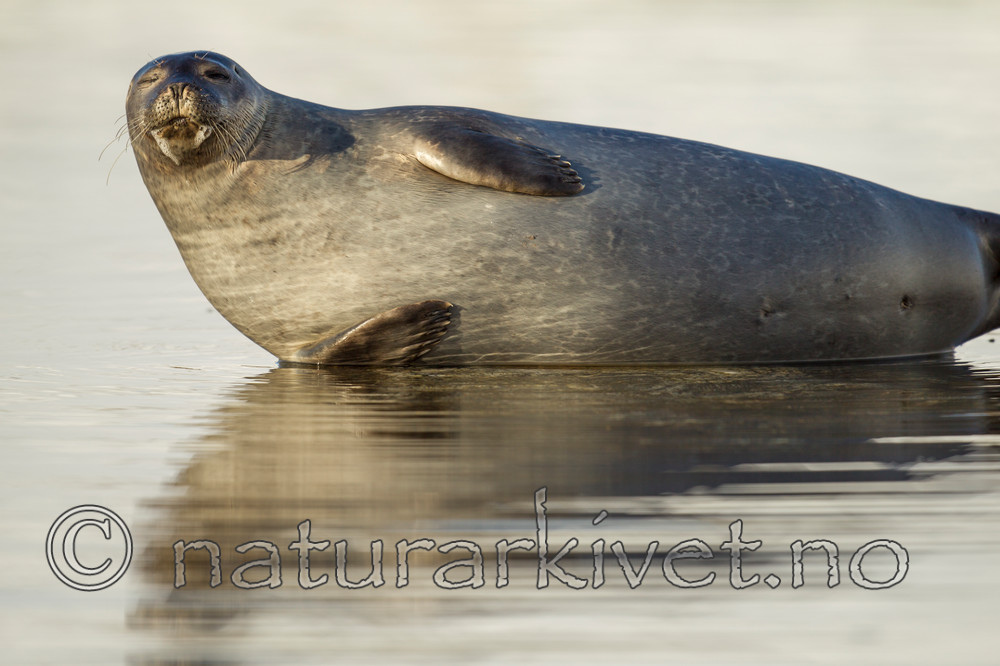 KA_140612_3991 / Phoca vitulina / Steinkobbe